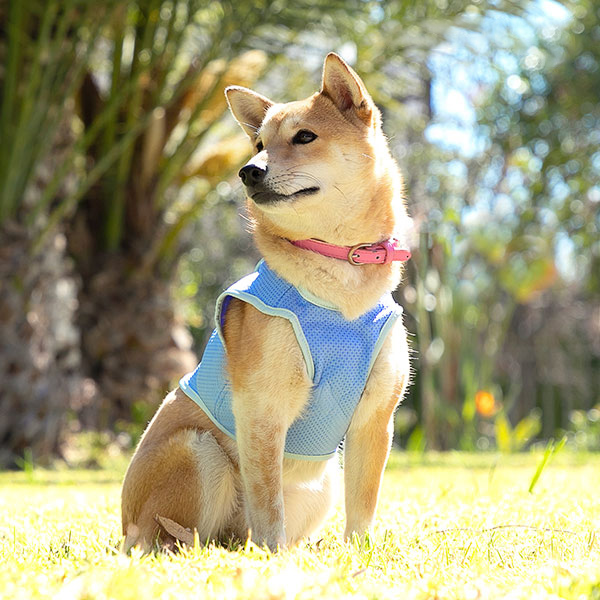 Kylväst för husdjur i liten storlek